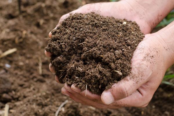 怎么养殖芹叶牡丹，前期主要追施尿素