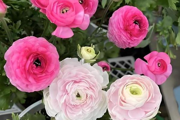 怎么养殖芹叶牡丹，前期主要追施尿素