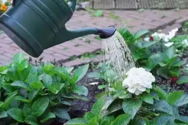 怎么养殖芹叶牡丹，前期主要追施尿素