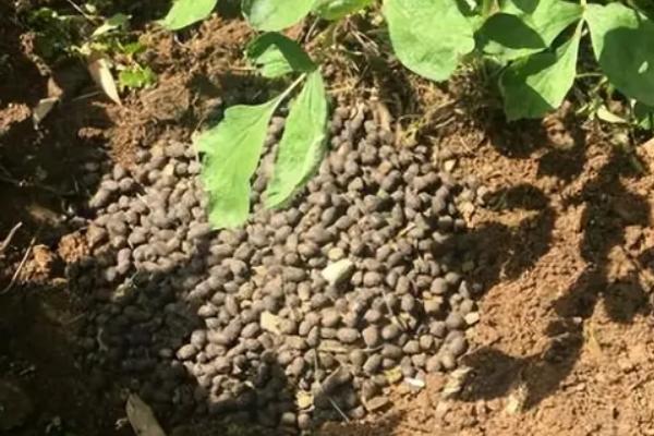 怎么养殖芹叶牡丹，前期主要追施尿素