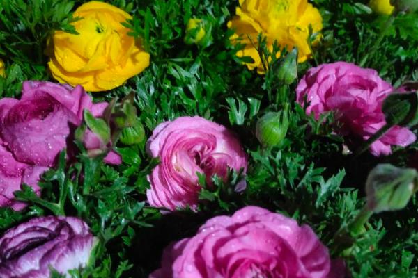 怎么养殖芹叶牡丹，前期主要追施尿素