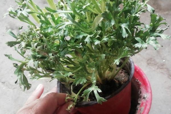 怎么养殖芹叶牡丹，前期主要追施尿素