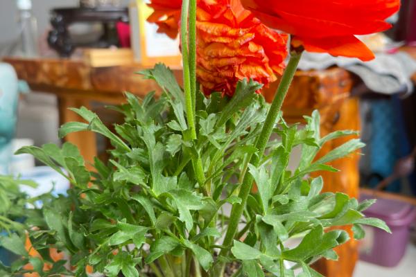 怎么养殖芹叶牡丹，前期主要追施尿素