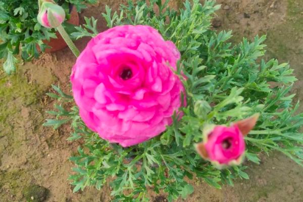 怎么养殖芹叶牡丹，前期主要追施尿素