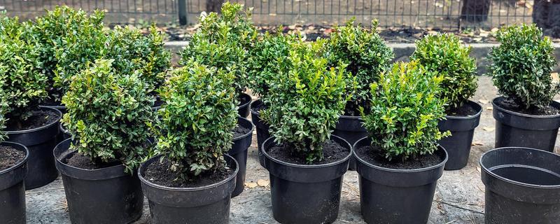 如何养殖米兰，适时剪除过密的枝条可促使花芽分化
