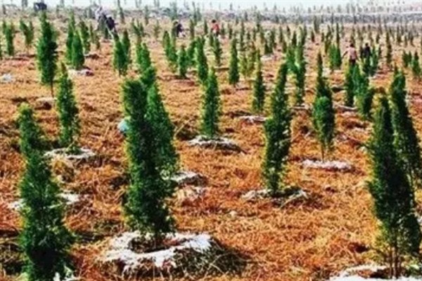 柏树苗的价格，一棵需要0.5-5元左右