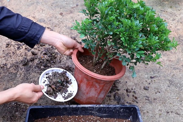 如何养殖米兰，适时剪除过密的枝条可促使花芽分化