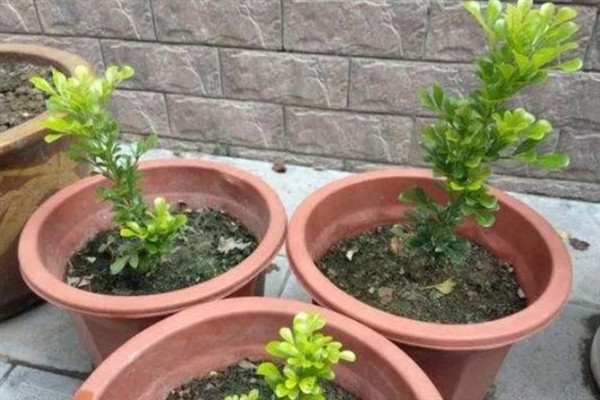 如何养殖米兰，适时剪除过密的枝条可促使花芽分化