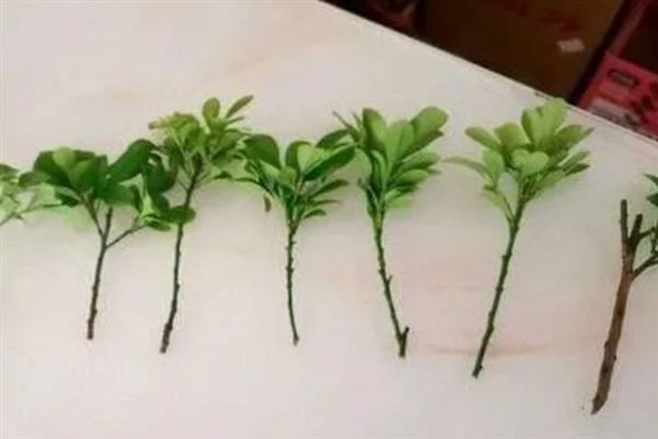 如何养殖米兰，适时剪除过密的枝条可促使花芽分化