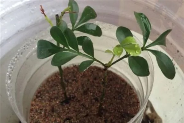 如何养殖米兰，适时剪除过密的枝条可促使花芽分化