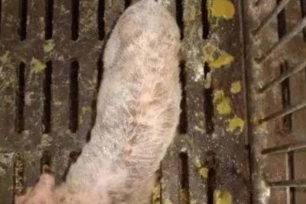 中小型养猪场容易出现什么问题，可能存在污水排放不当、设备不完善等情况