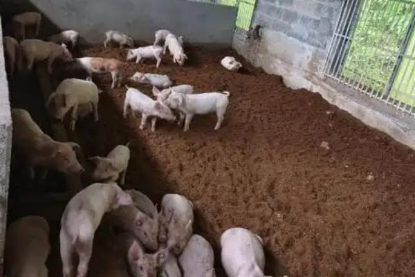 中小型养猪场容易出现什么问题，可能存在污水排放不当、设备不完善等情况