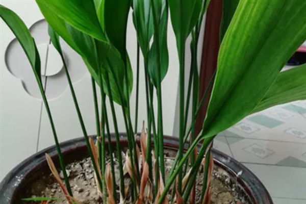 一叶兰的养殖方法，通常2-3天浇水一次