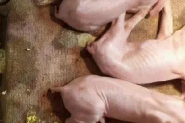 中小型养猪场容易出现什么问题，可能存在污水排放不当、设备不完善等情况