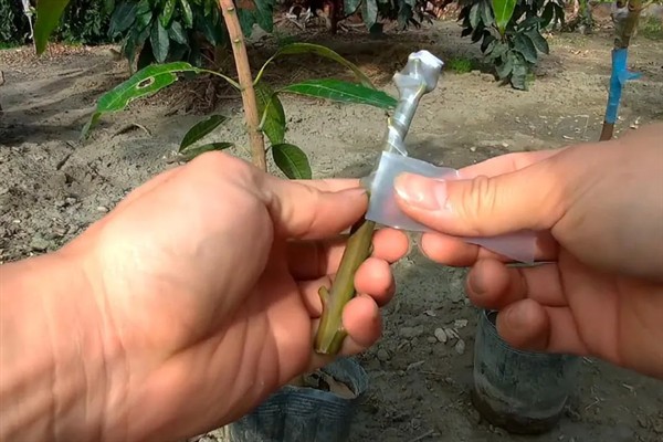 芒果怎么嫁接，以补片芽接、切接为主