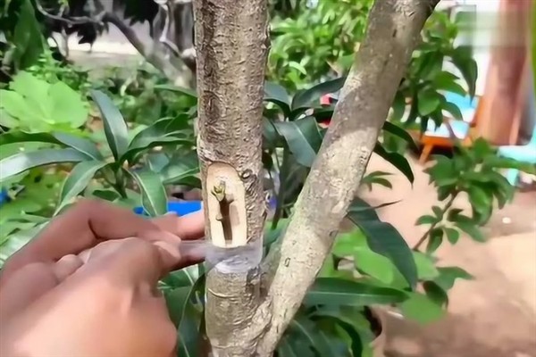 芒果怎么嫁接，以补片芽接、切接为主