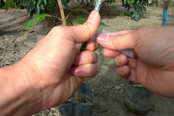 芒果怎么嫁接，以补片芽接、切接为主