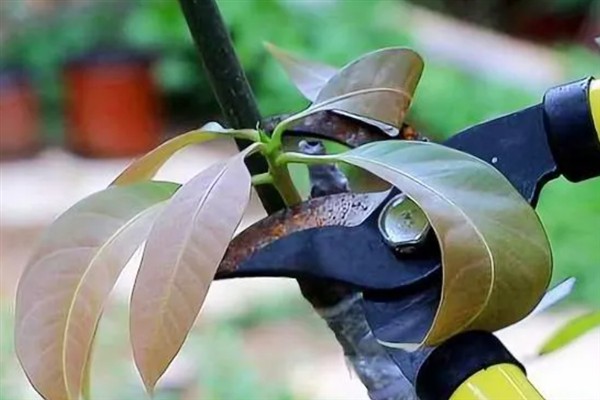 芒果怎么嫁接，以补片芽接、切接为主