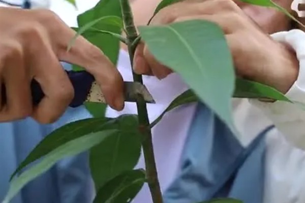 芒果怎么嫁接，以补片芽接、切接为主