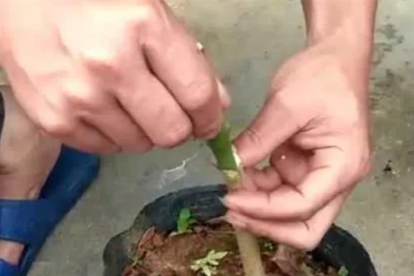 芒果怎么嫁接，以补片芽接、切接为主
