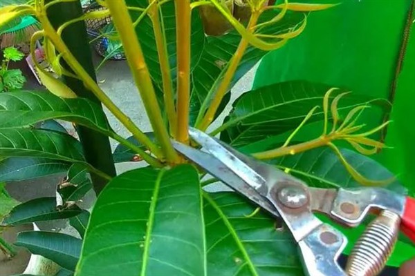 芒果怎么嫁接，以补片芽接、切接为主