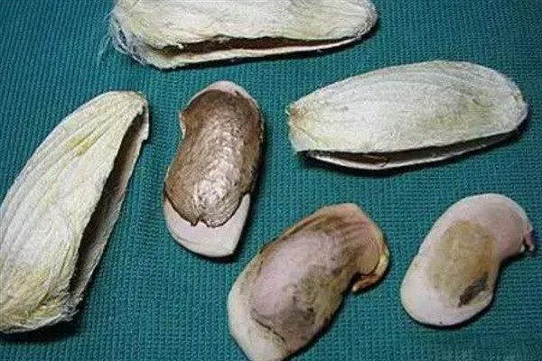 芒果怎么嫁接，以补片芽接、切接为主