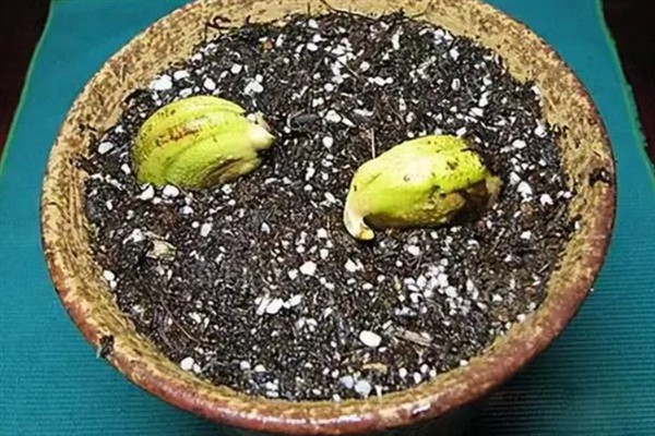 芒果怎么嫁接，以补片芽接、切接为主