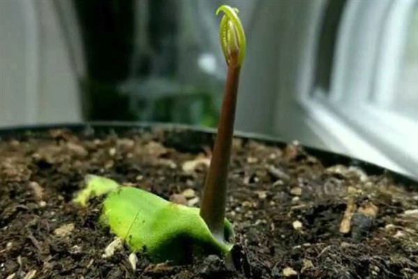 芒果怎么嫁接，以补片芽接、切接为主