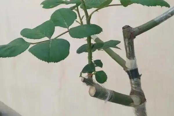 月季花嫁接在什么树桩上能成活，可嫁接在蔷薇科属植物的树桩上