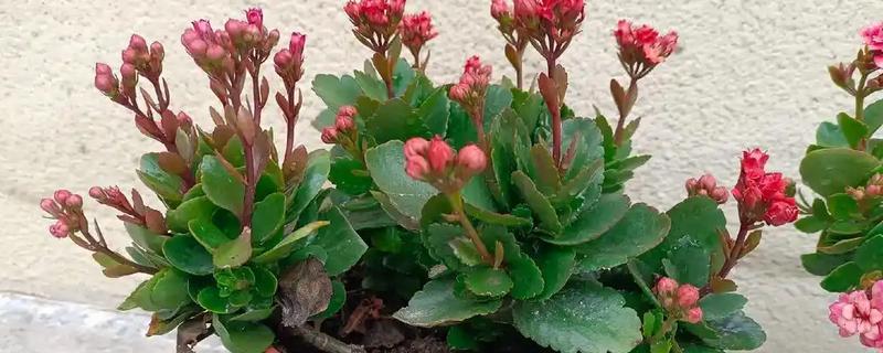 长寿花干叶掉叶的原因，可能是浇水太勤或缺水严重所致