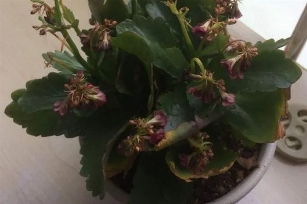 长寿花干叶掉叶的原因，可能是浇水太勤或缺水严重所致