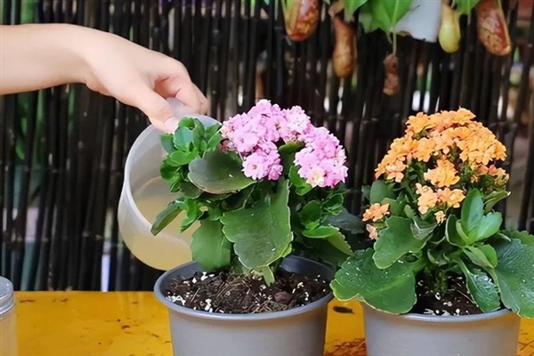 长寿花干叶掉叶的原因，可能是浇水太勤或缺水严重所致