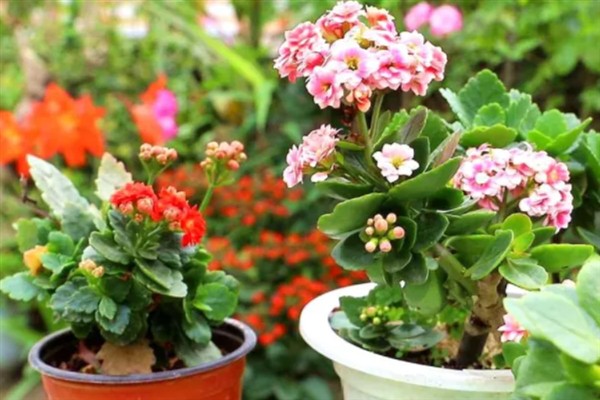 长寿花干叶掉叶的原因，可能是浇水太勤或缺水严重所致