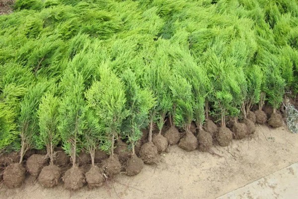 柏树苗的价格，一棵需要0.5-5元左右