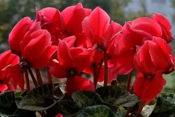 红色仙客来的花语，寓意嫉妒的爱、欢迎贵客等