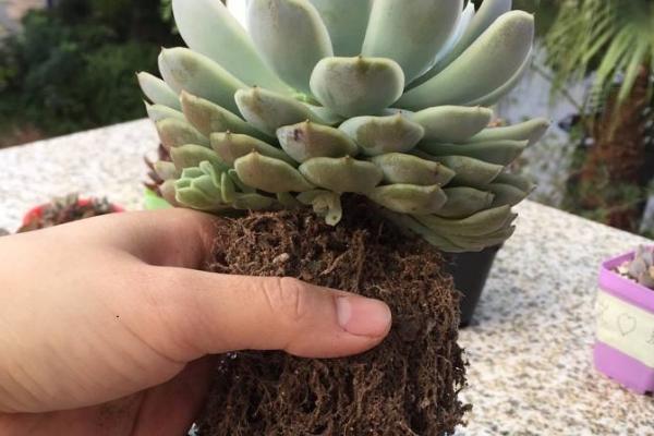 多肉换盆带原土的操作方式，修剪伤口愈合之后再换盆