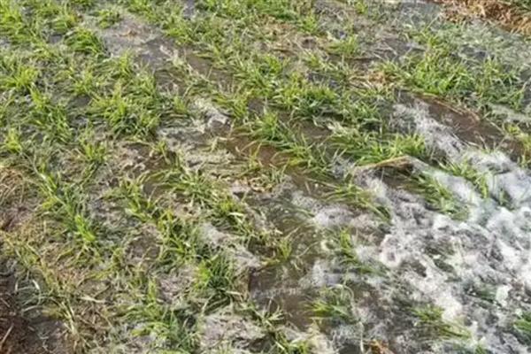 小麦返青水什么时间浇，要根据不同墒情而定