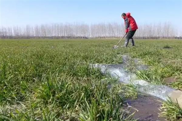 小麦返青水什么时间浇，要根据不同墒情而定