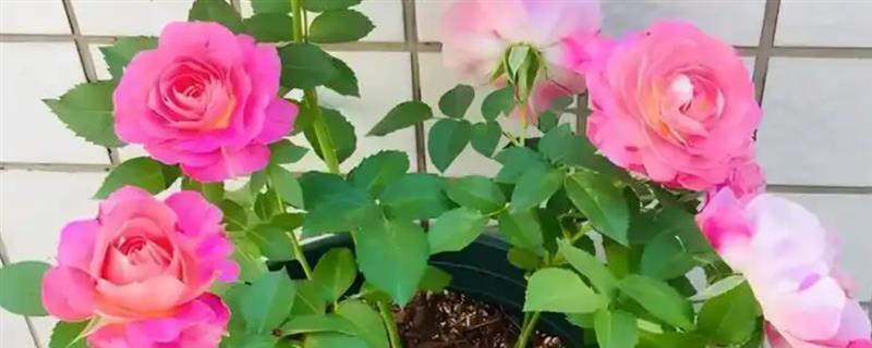 月季花移盆后怎么浇水，春季每隔2天左右浇一次