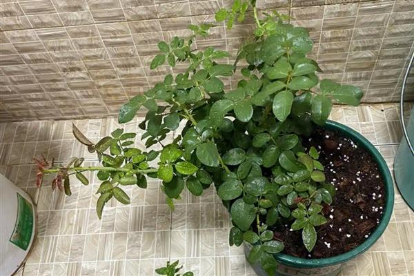 月季花移盆后怎么浇水，春季每隔2天左右浇一次