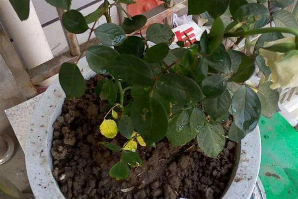 月季花移盆后怎么浇水，春季每隔2天左右浇一次