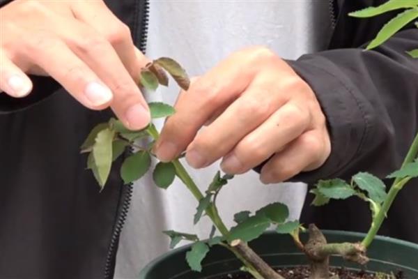月季花移盆后怎么浇水，春季每隔2天左右浇一次