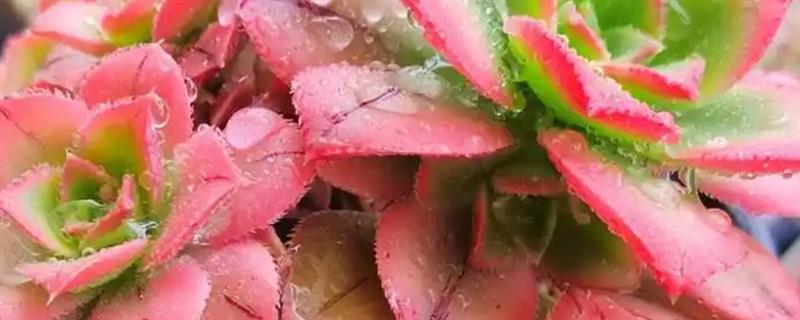 艳日辉的耐寒温度，耐寒8-10℃
