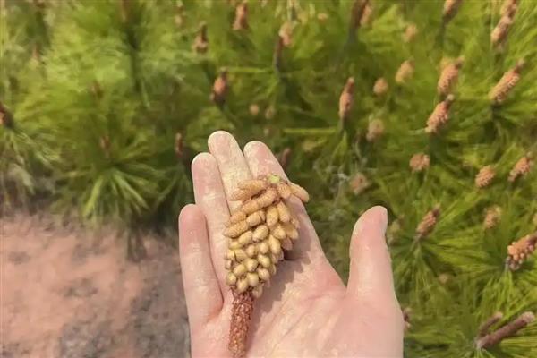 松花粉的采集时间，花穗棒上的小花粒由绿变黄时就要采收