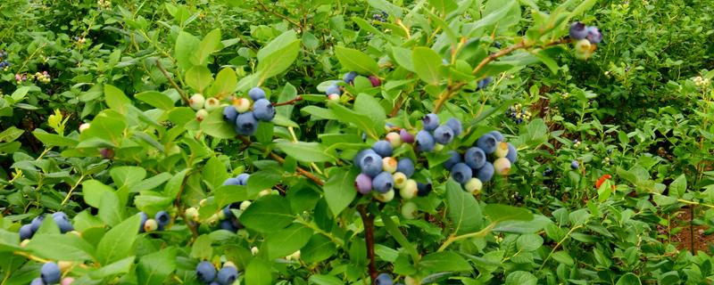 怎么种植蓝莓，每隔3-5天浇灌一次