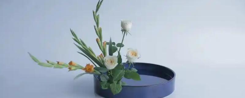 剑兰插花怎么水养，平时需要每天换一次水