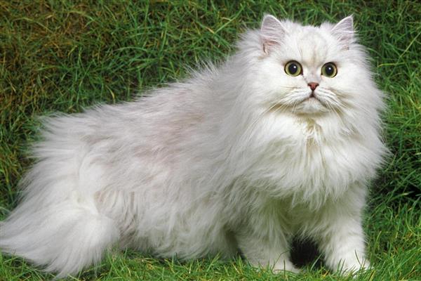 猫为什么出现牙结石，一般是干粮中的碳水化合物含量高、口腔炎症等因素引起