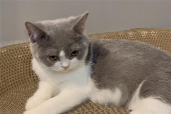 猫为什么出现牙结石，一般是干粮中的碳水化合物含量高、口腔炎症等因素引起