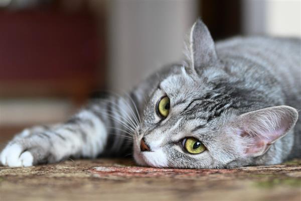 猫为什么出现牙结石，一般是干粮中的碳水化合物含量高、口腔炎症等因素引起
