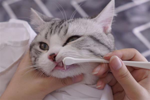 猫为什么出现牙结石，一般是干粮中的碳水化合物含量高、口腔炎症等因素引起